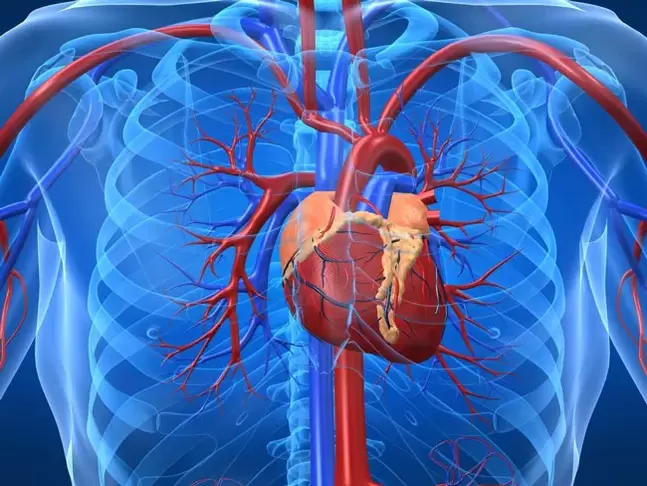 أمراض القلب موانع لتمارين بناء القوة