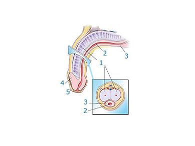 هيكل القضيب